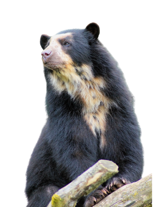 Oso Andino de Anteojos